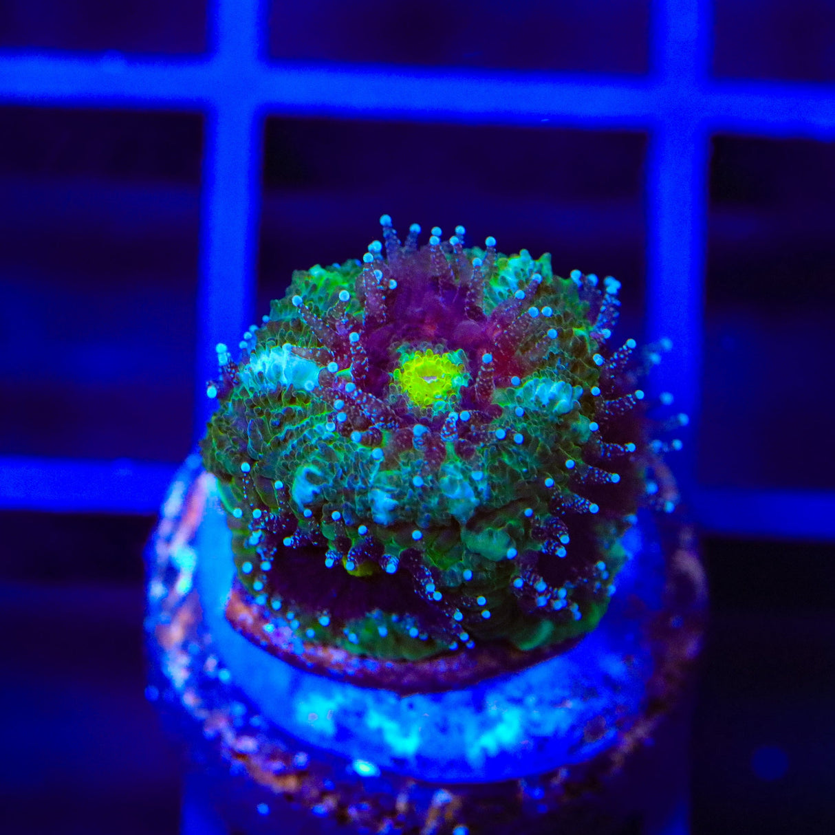 TSA Troll Eye Micromussa Acan Coral