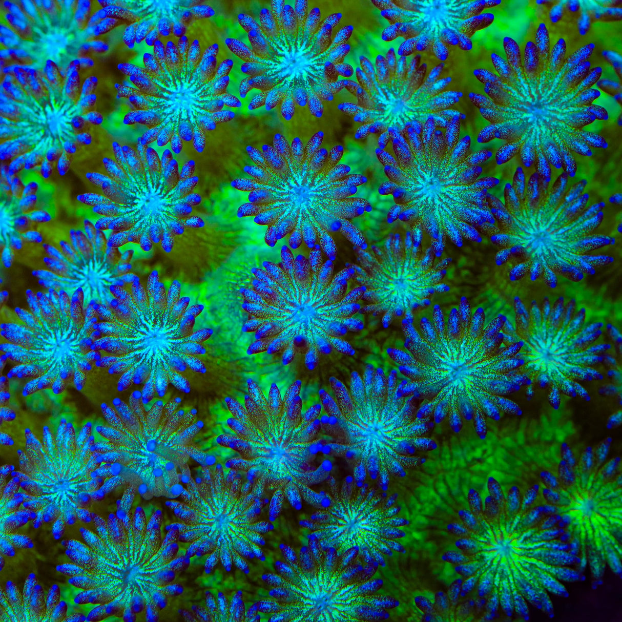 TSA Twinkle Toes Goniopora Coral