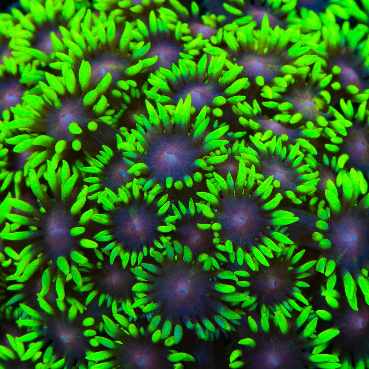 TSA Watermelon Crawl Goniopora Coral
