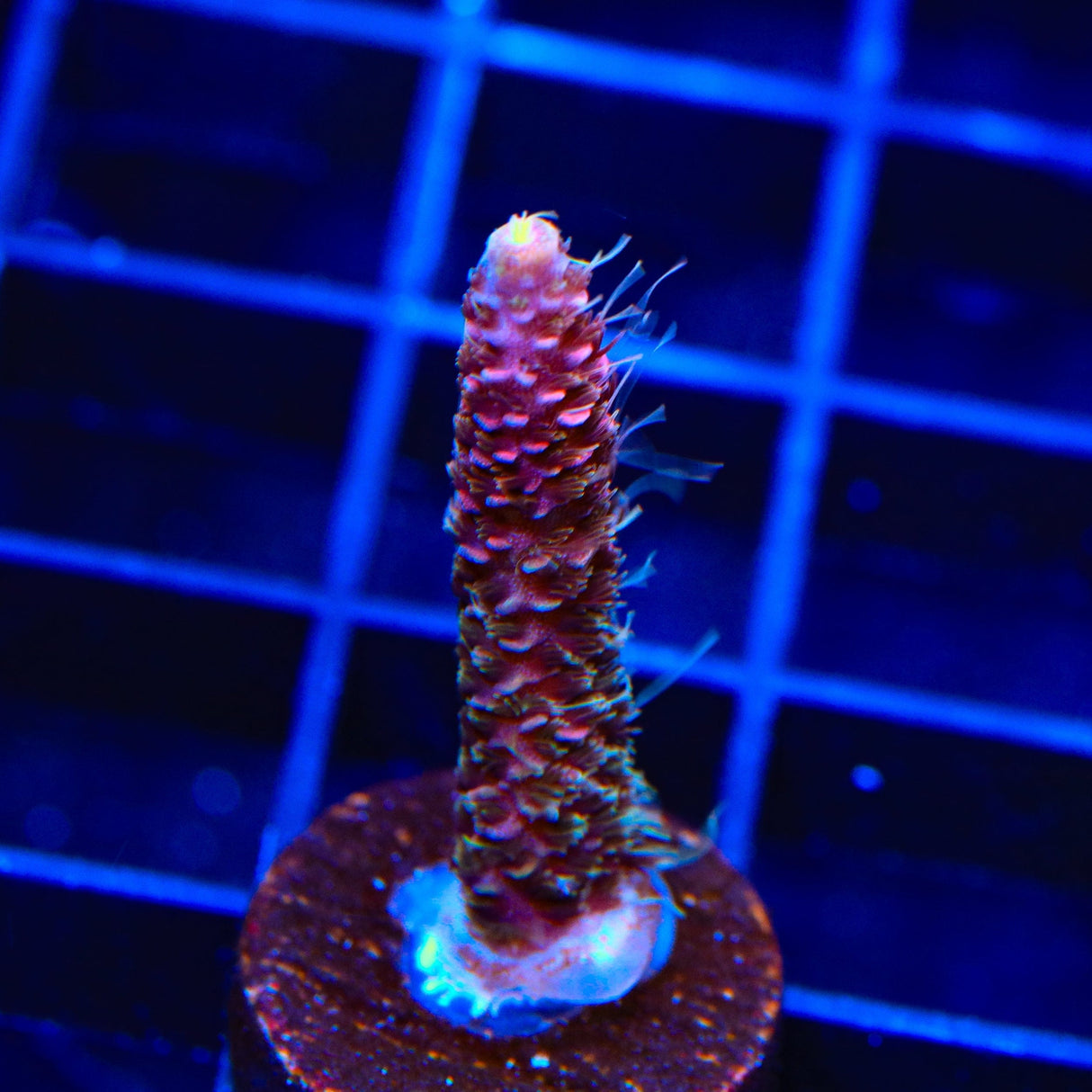 TSA Woolly Mammoth Acropora Coral
