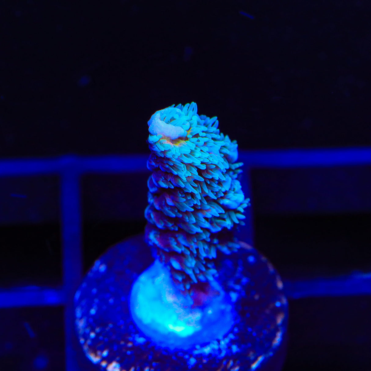 TSA Yeti Acropora Coral