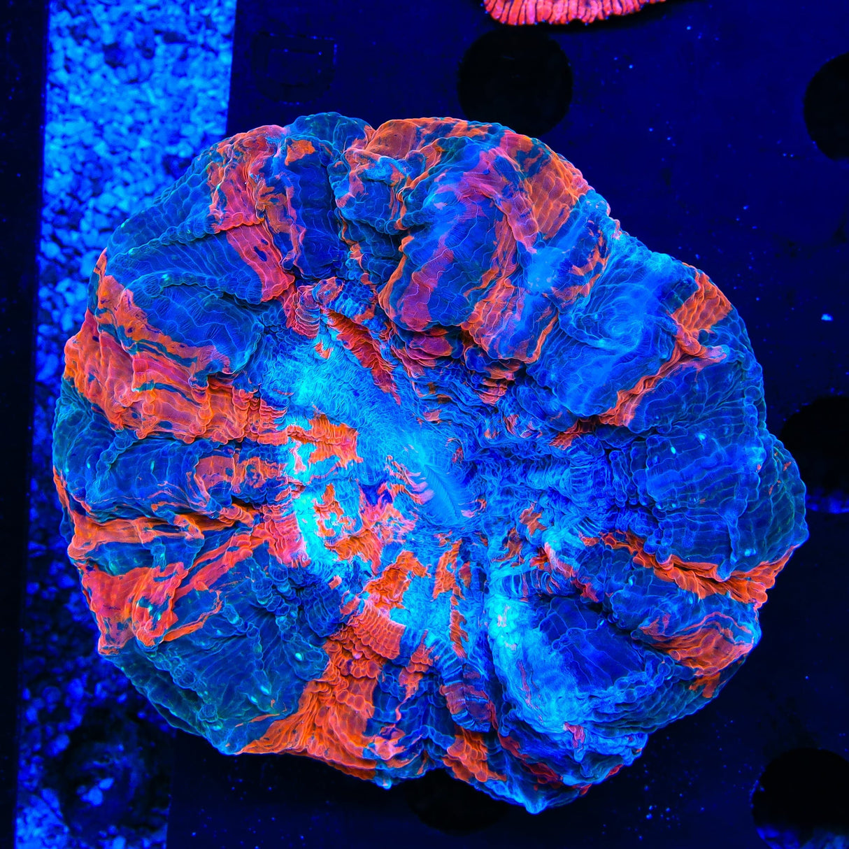 Ultra Acanthophyllia Coral