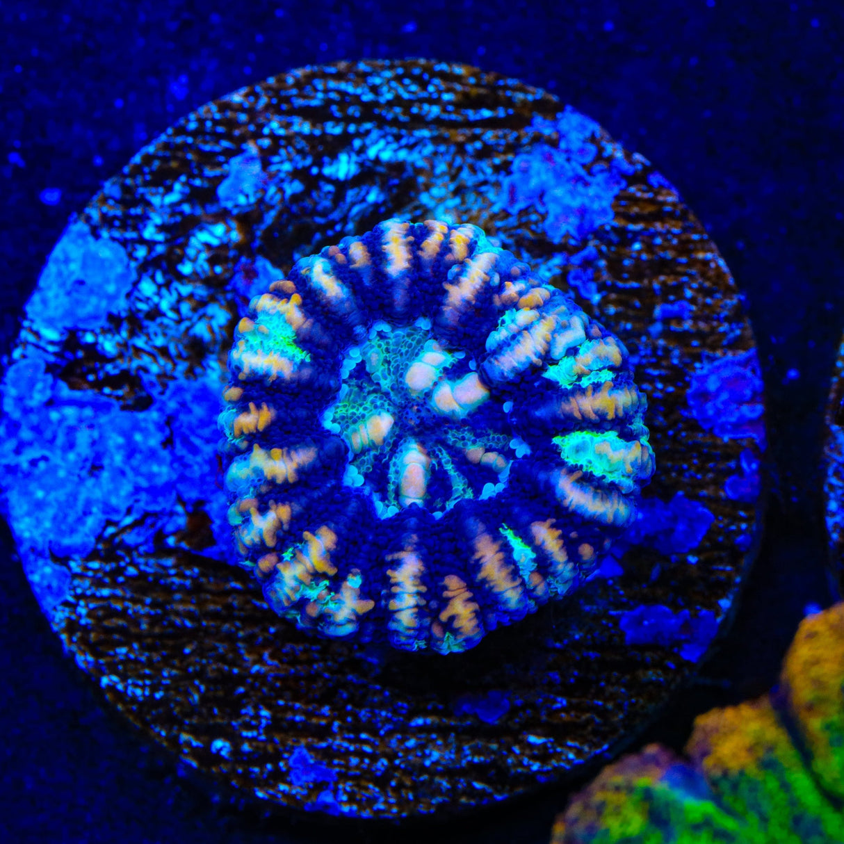 Ultra Button Scolymia Coral