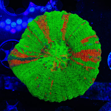 Ultra Scolymia Coral