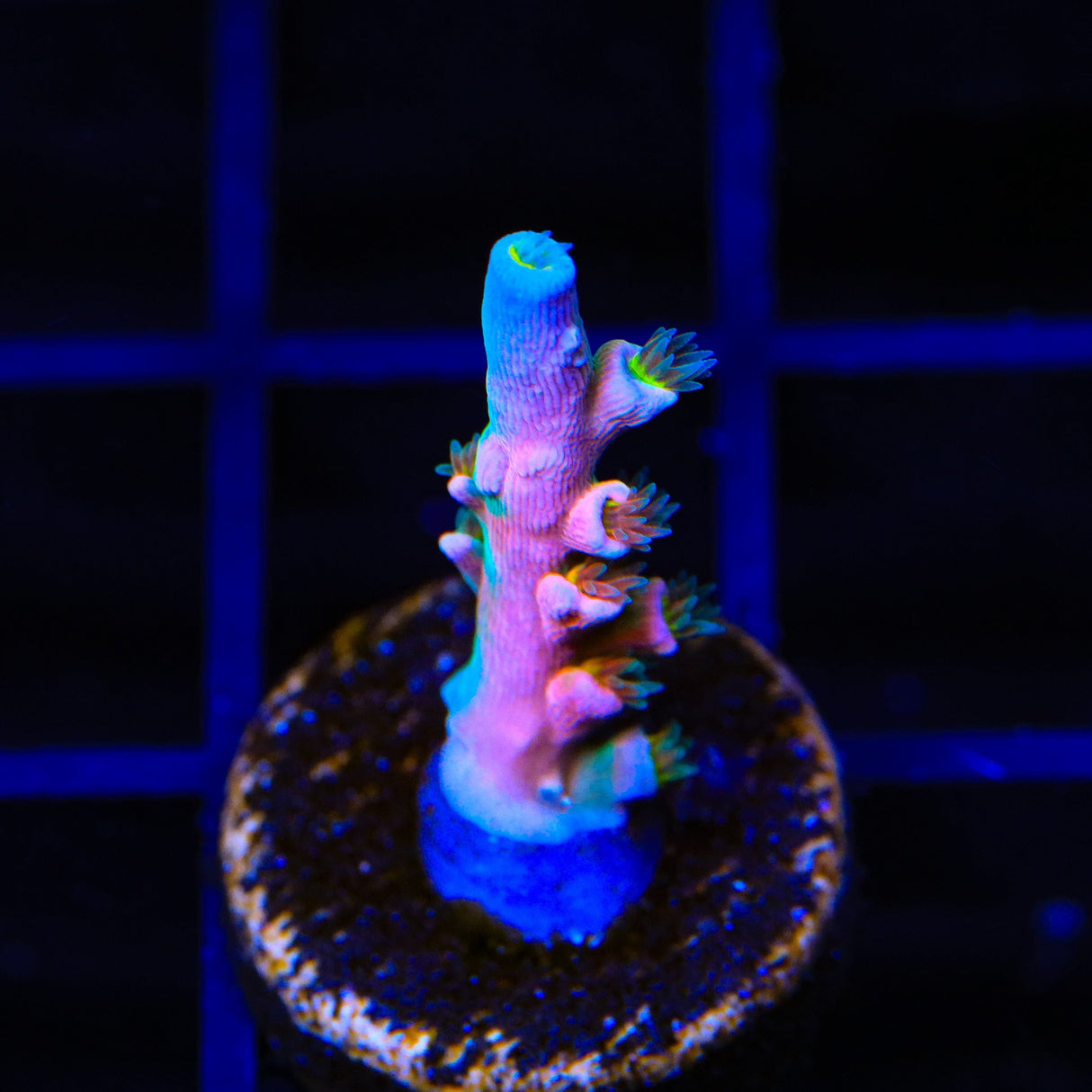 Vivids Insanity Acropora Coral