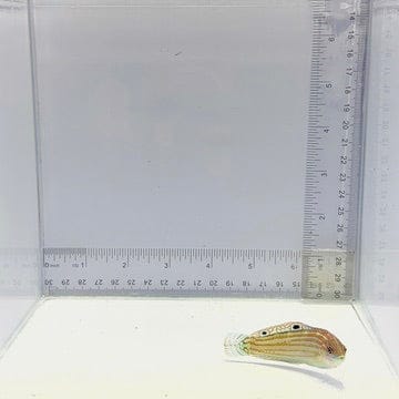 Adorned Wrasse — Halichoeres cosmetus