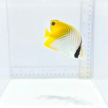 Aurigua (Threadfin) Butterfly — Chaetodon auriga