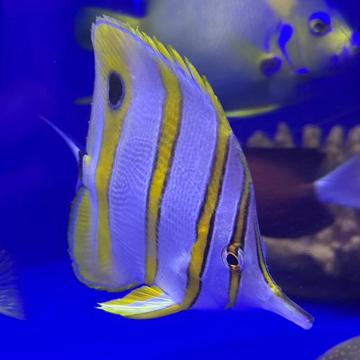 Aussie Copperband Butterfly