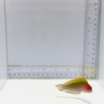 Australlian Multi Color Dottyback — Ogilbyina novaehollandiae