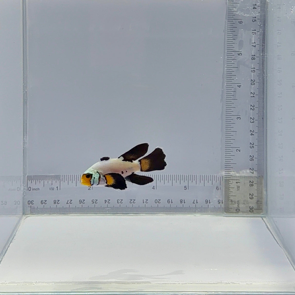 B35 Longfin Dalmation Clownfish – Amphiprion ocellaris
