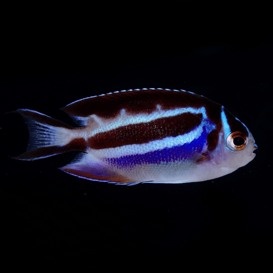 Bellus Angelfish - Female