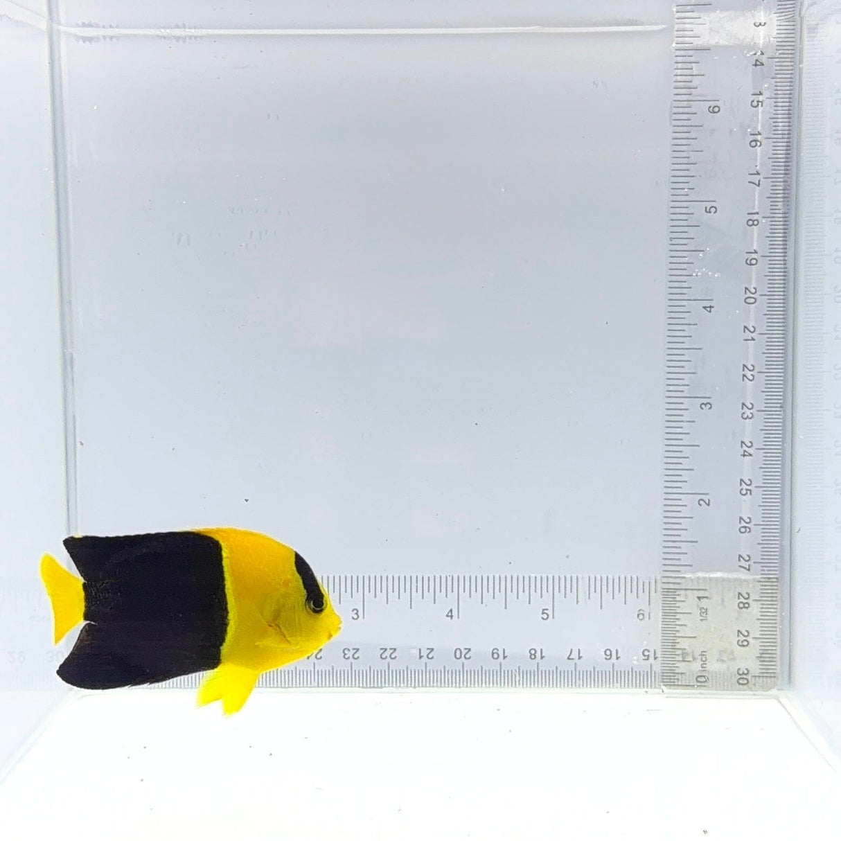 Bicolor Angelfish — Centropyge bicolor