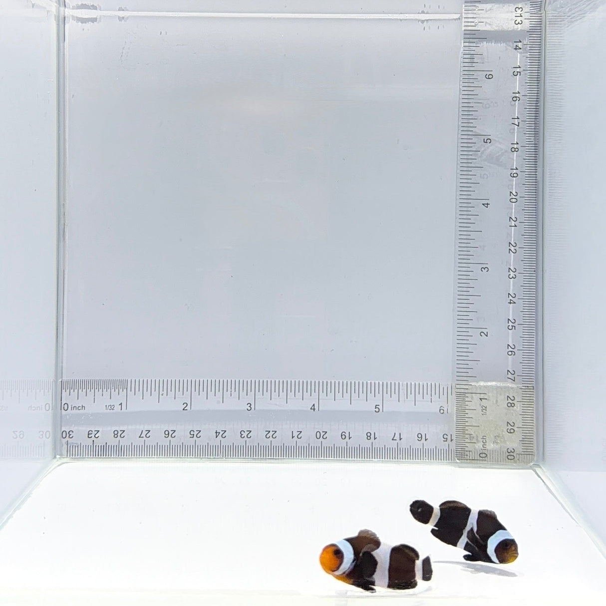 Black Clownfish Pair – Amphiprion ocellaris