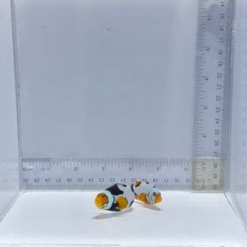 Black Helmet x Black Picasso Pair Clownfish — Amphiprion percula