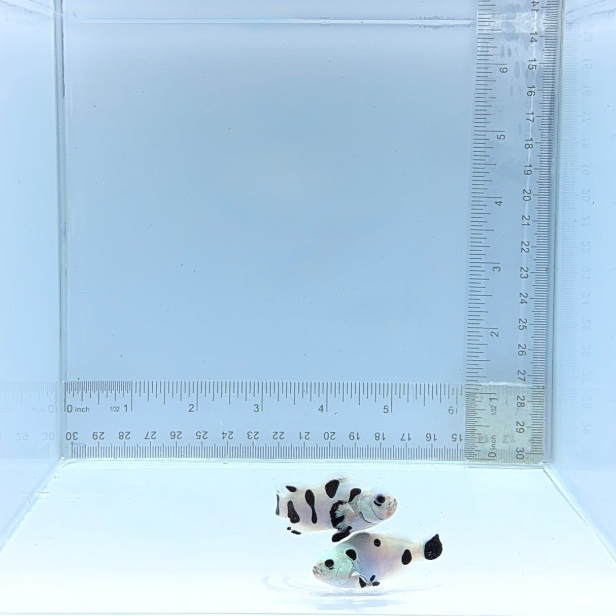 Black Semi-Storm Pair Clownfish — Amphiprion ocellaris