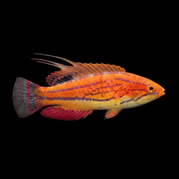 Carpenter Flasher Wrasse - Paracheilinus carpenteri
