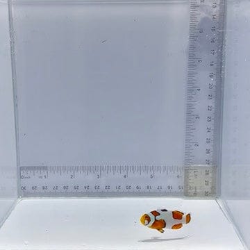 Cheekspot Premium Picasso Clownfish — Amphiprion percula