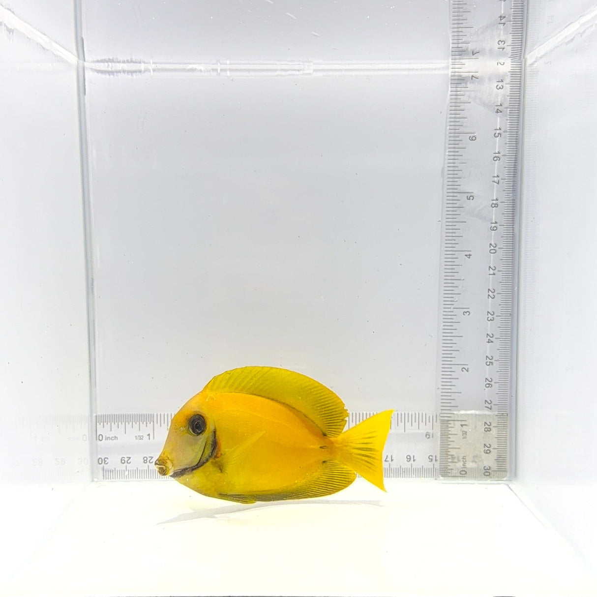 Chocolate Mimic Tang – Acanthurus pyroferus