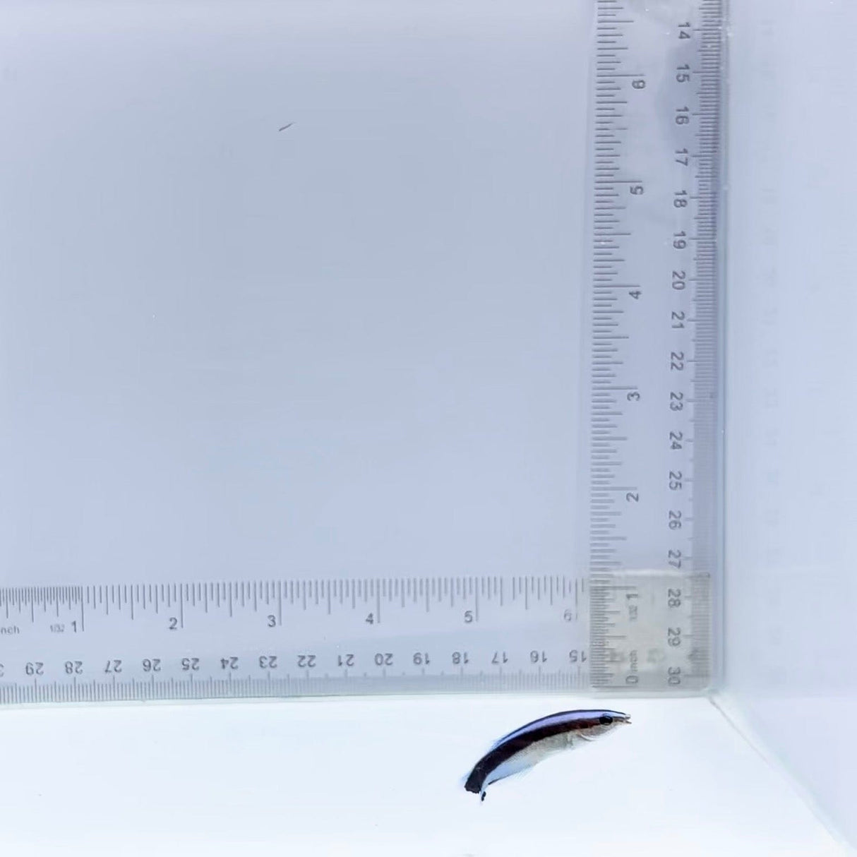 Common Cleaner Wrasse