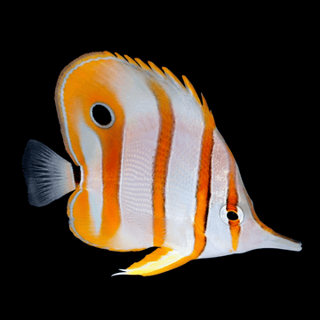 Copperband Butterfly - Chelmon rostratus