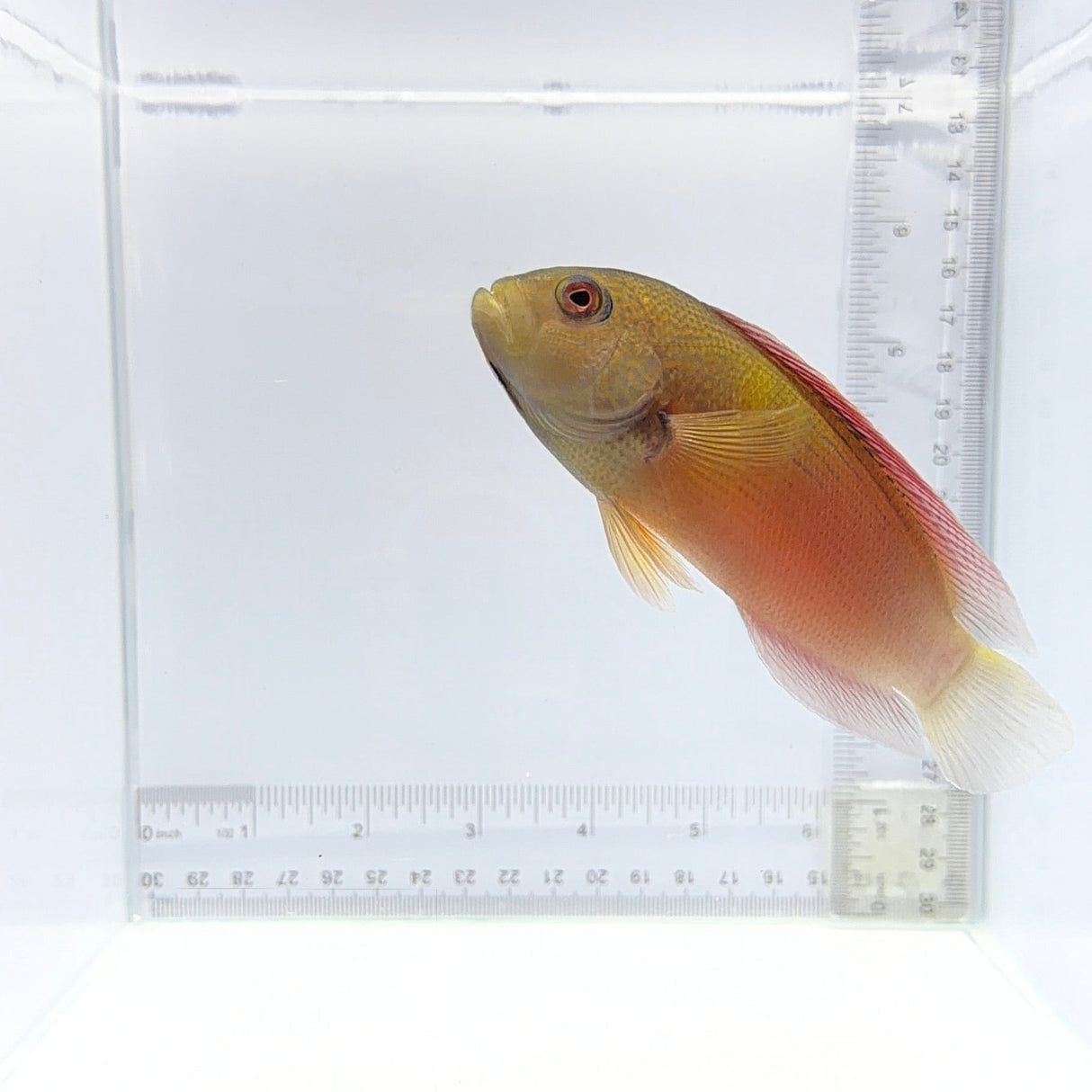 Dampiera Dottyback – Labracinus cyclophthalmus