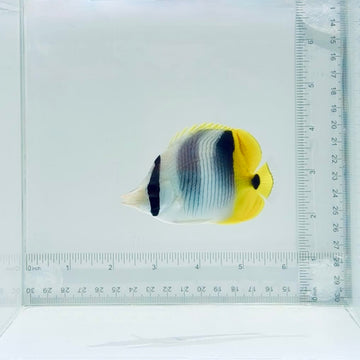 Double Saddle Butterflyfish