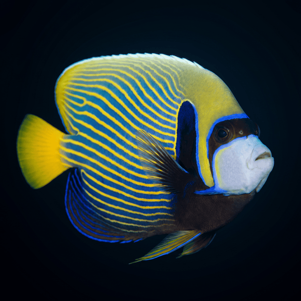 Emperor Angelfish