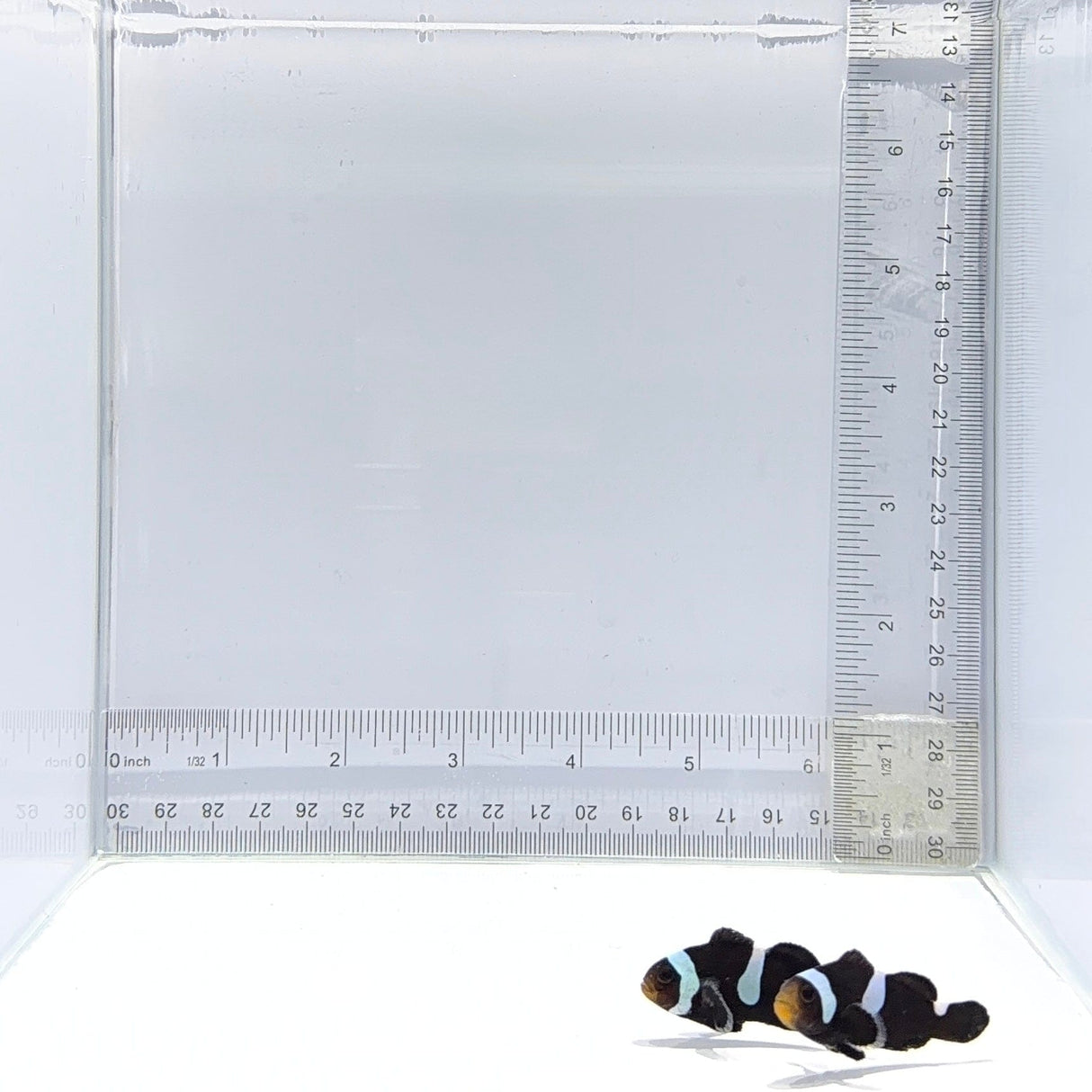 Extreme Black Misbar Clownfish Pair – Amphiprion ocellaris