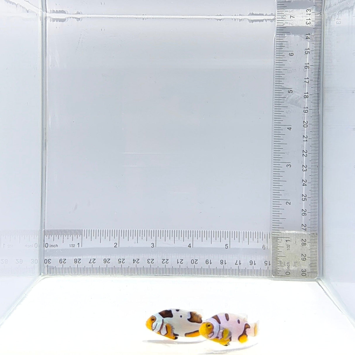 Extreme Picasso Clownfish Pair – Amphiprion Percula