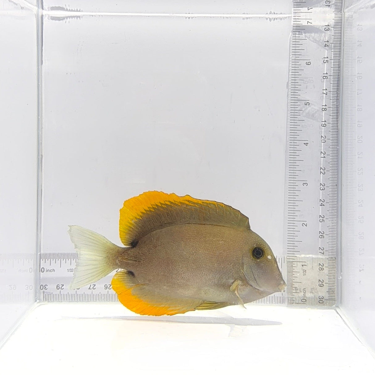 Flame Fin Tomini Tang – Ctenochaetus tominiensis