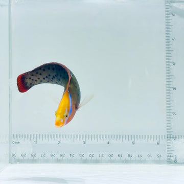 Formosa Wrasse