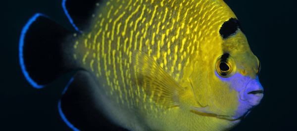 Goldflake Angelfish - Xmas Is.