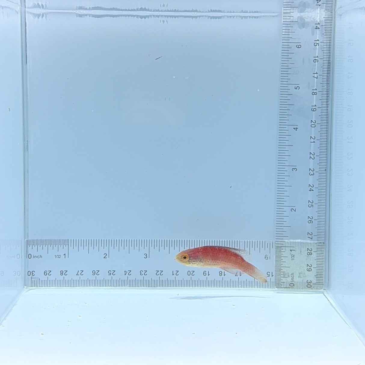 Katoi Fairy Wrasse — Cirrhilabrus katoi