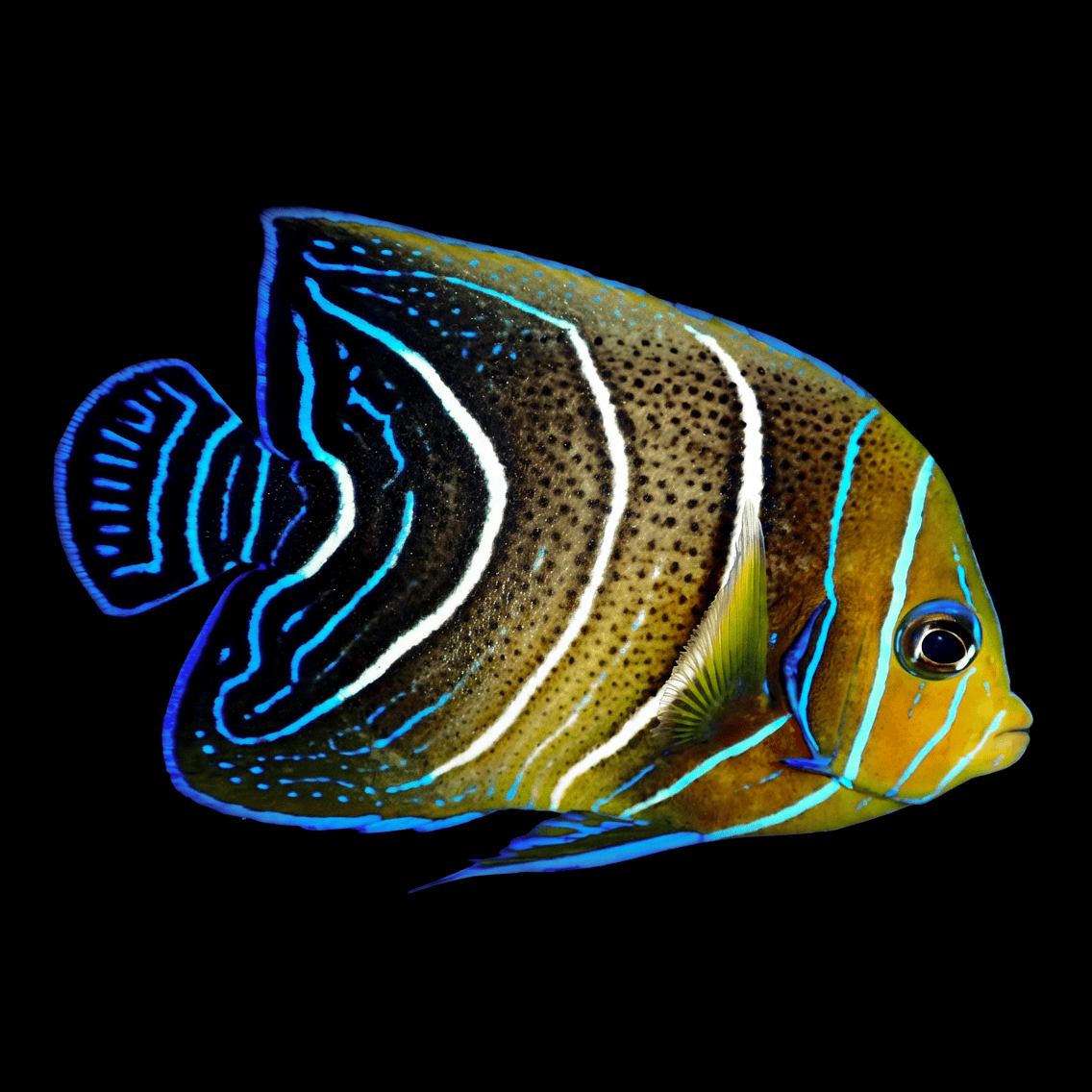 Koran Angelfish - Changing - Pomacanthus semicirculatus