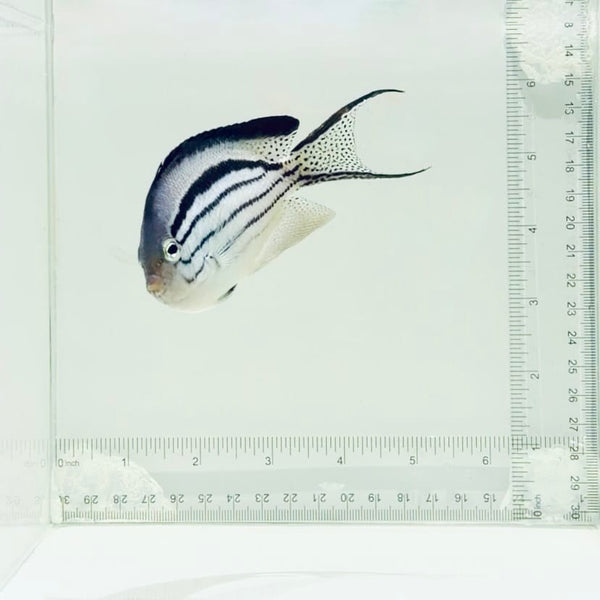 Lamarck Angelfish