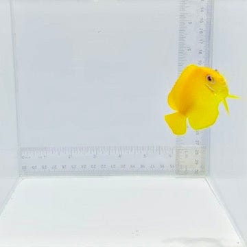 Lemonpeel Angelfish — Centropyge flavissima