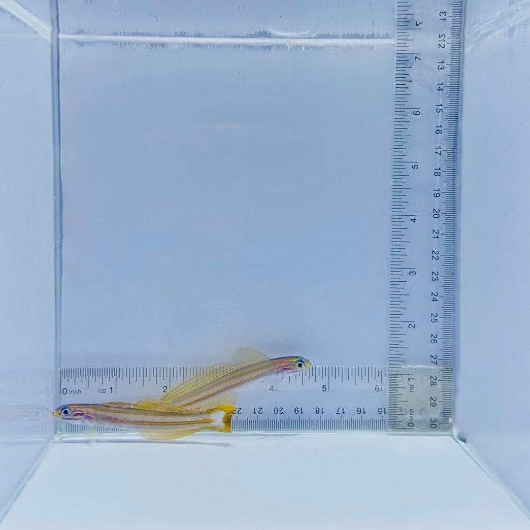 Lined Dartfish Pair – Ptereleotris grammica