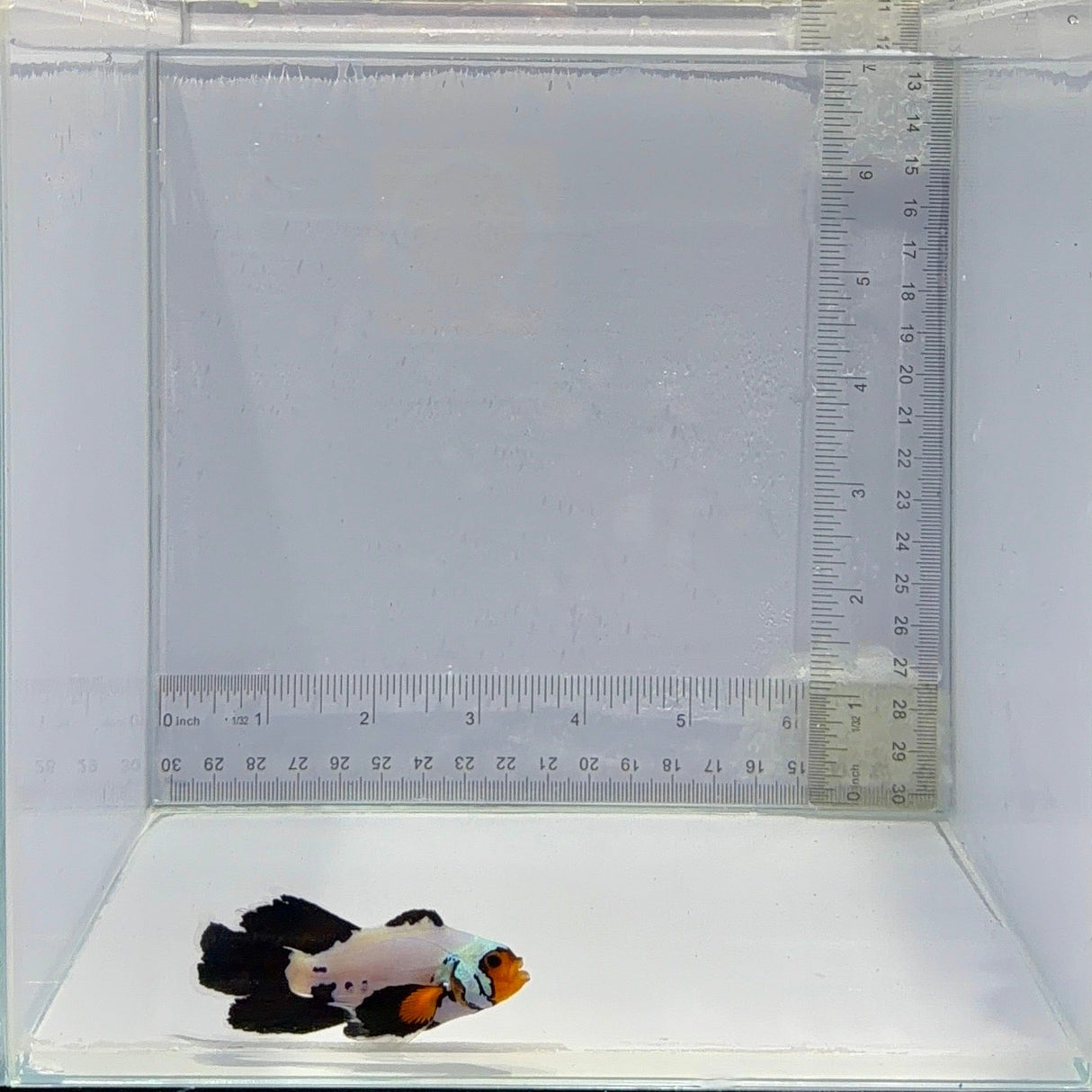 Longfin Frostbite Clownfish – Amphiprion ocellaris