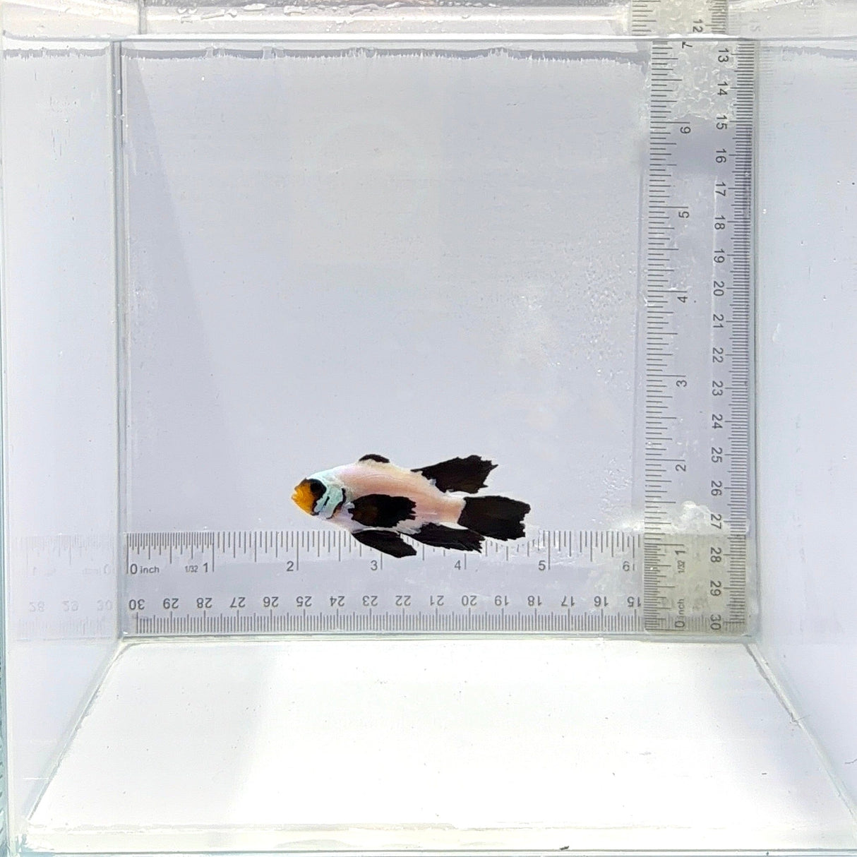 Longfin Wyoming White Clownfish – Amphiprion ocellaris