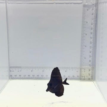 Longnose Black Tang — Zebrasoma rostratum