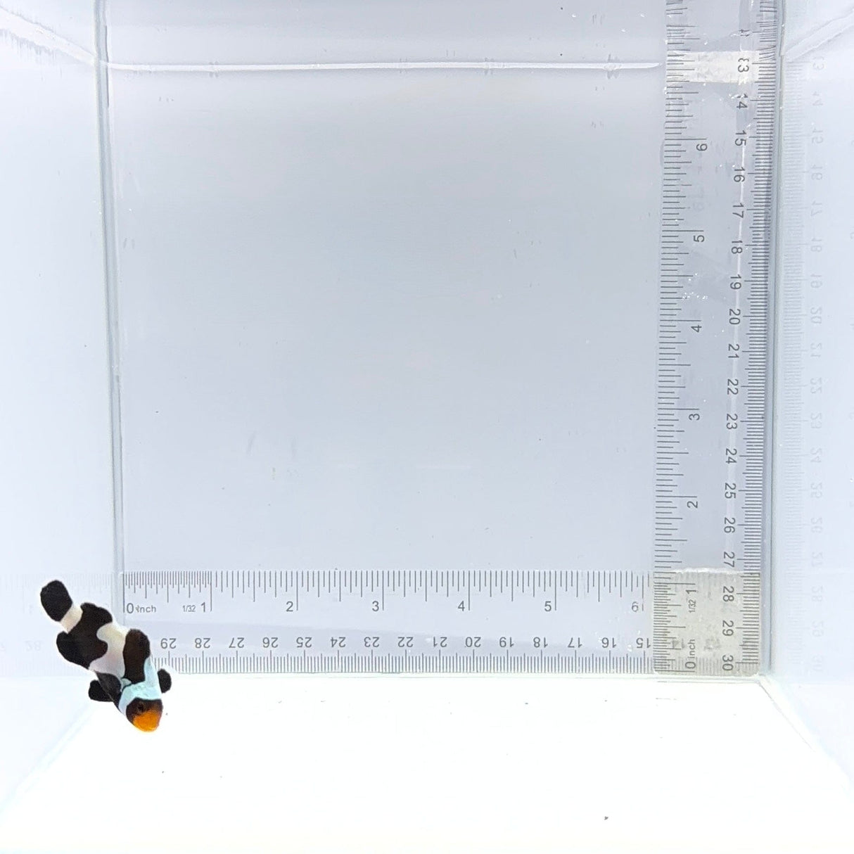 Mocha Gladiator Clownfish — Amphiprion ocellaris