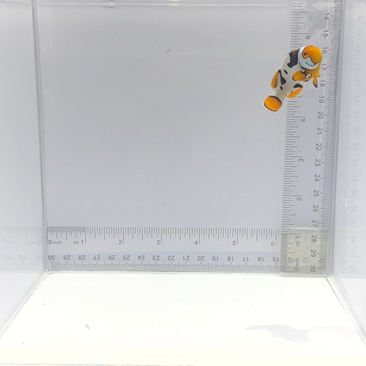 Nebula Picasso Clownfish — Amphiprion percula