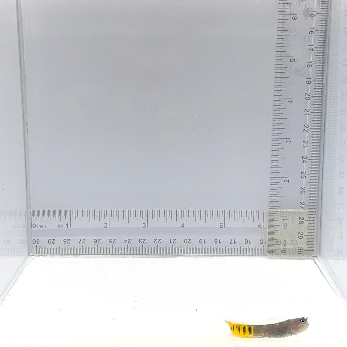 Oman Gulf Blenny — Ecsenius pulchur