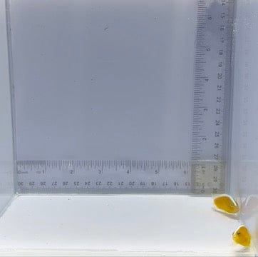 Orange Skunk Pair Clownfish — Amphiprion sandaracinos