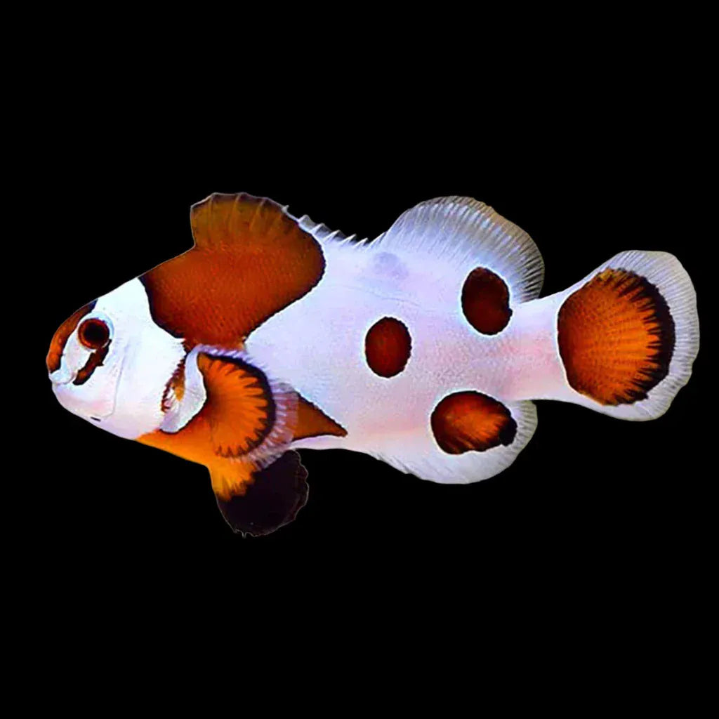 Orange Storm Clownfish — Amphiprion ocellaris
