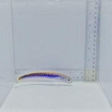 Oreni Tilefish — Hoplolatilus orenii