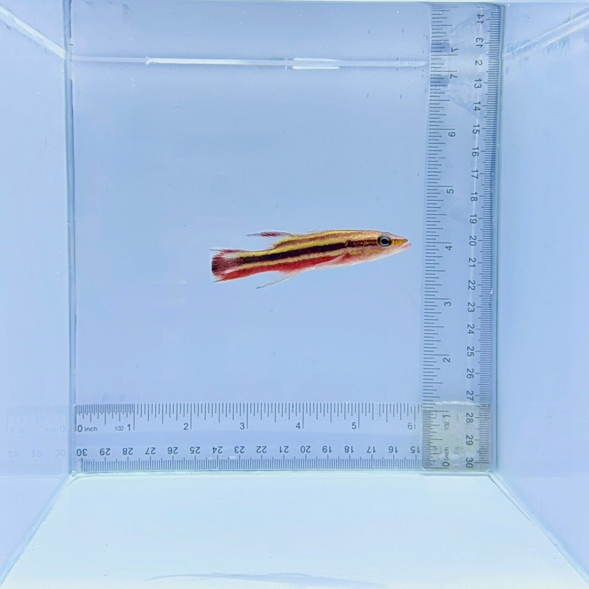 Rainbow Basslet Fish – Liopropoma fasciatum