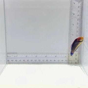 Red Head Solarensis Wrasse — Cirrhilabrus solorensis