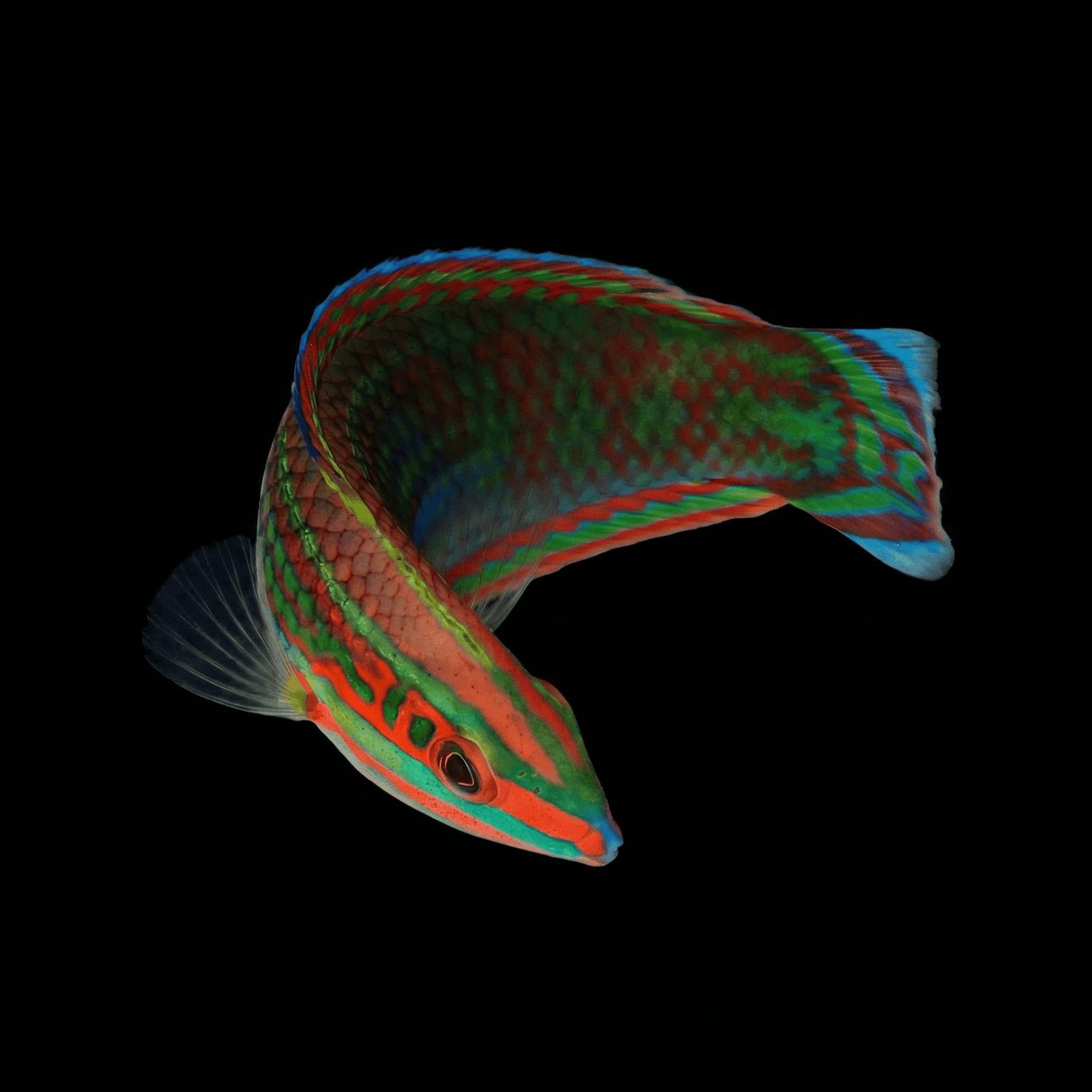 Red Lined Wrasse — Halichoeres biocellatus