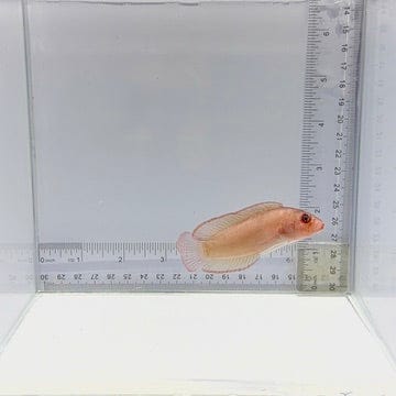 Red Serosa Dottyback — Pseudoplesiops typus